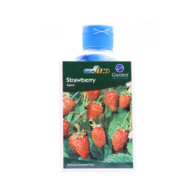 Strawberry Alpine Seeds