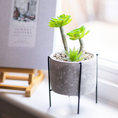 Succulent Plant in Pot with Legs