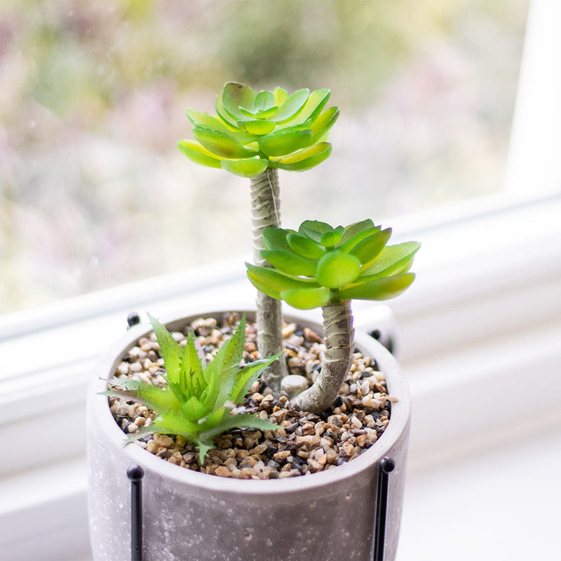 Succulent Plant in Pot with Legs
